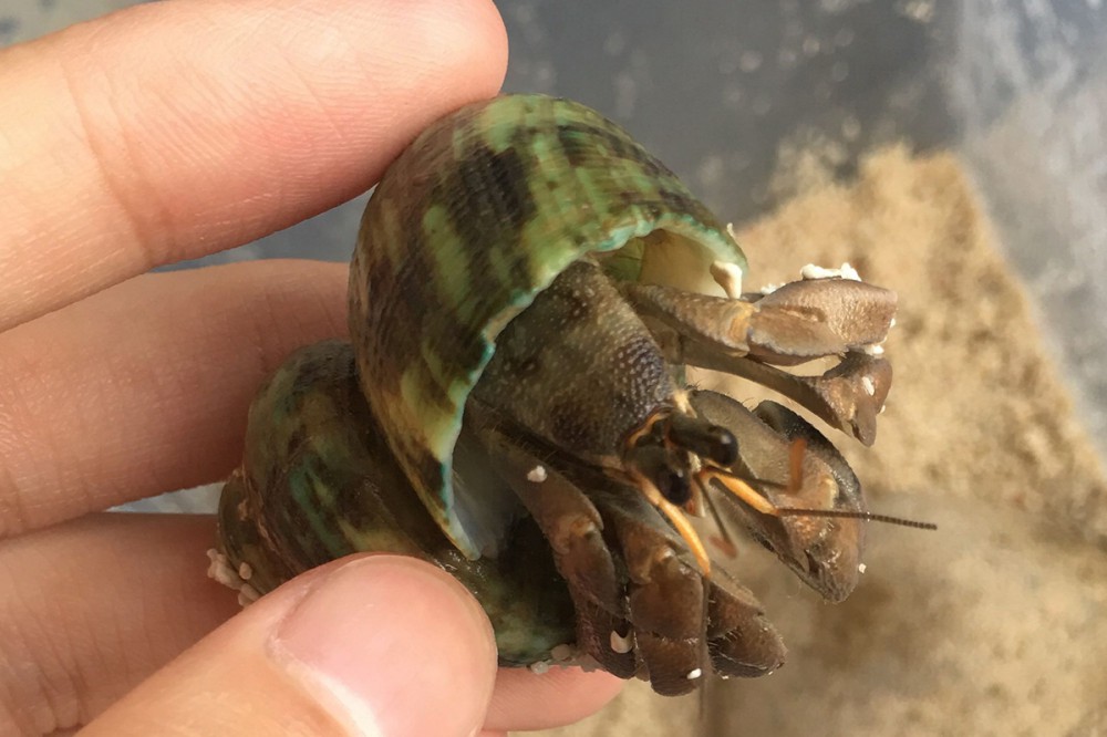 北京电子包装管闻塑料垃圾影响海洋生物繁殖感到忧心